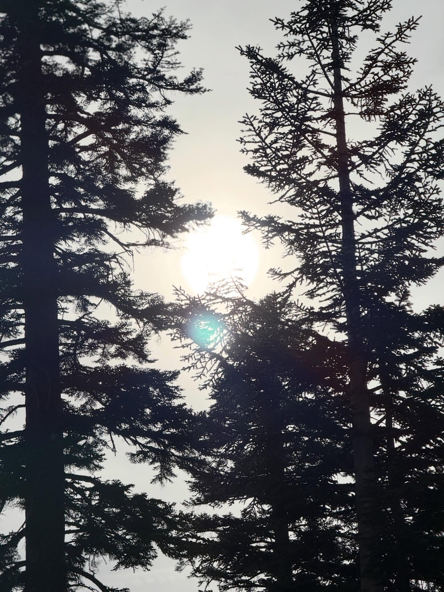 Tree 4